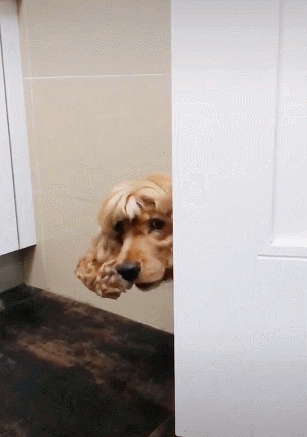 说实话，我被这只狗狗的颜值给撩到了！