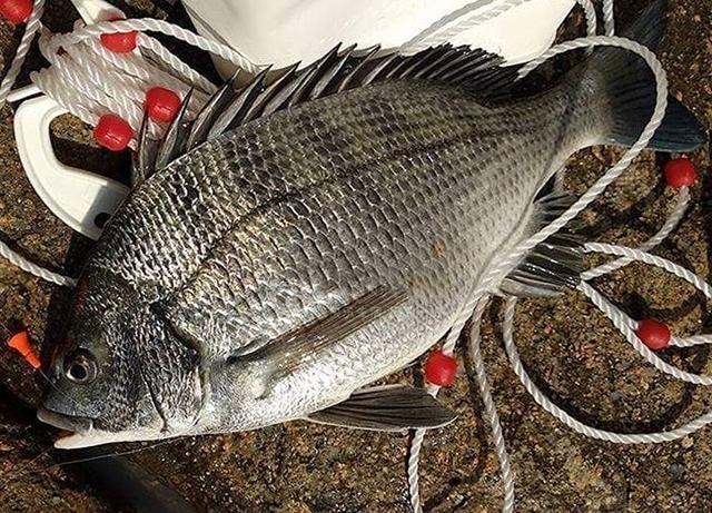 【】长得像罗非鱼,生活在海里,嘴大,贪吃,是非常好的海钓鱼种