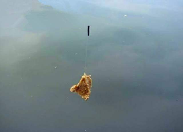 饵料|钓目必须露出水面?不,负目钓浮还真不需要钓目露出水面