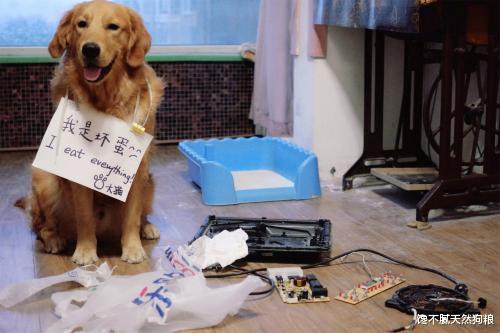 狗狗智商高的8个表现，中5个以上，恭喜你养了个“天才狗”