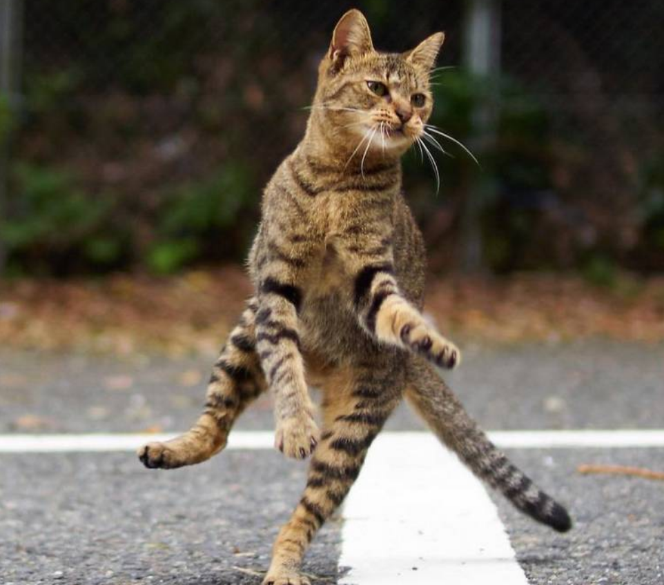 千万别惹会“猫拳”的猫，你会被打，即使你不怂，也别惹这4类猫