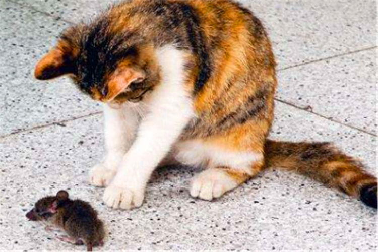 老话说：猪来穷，狗来富，猫来开当铺，老祖宗究竟说的啥意思