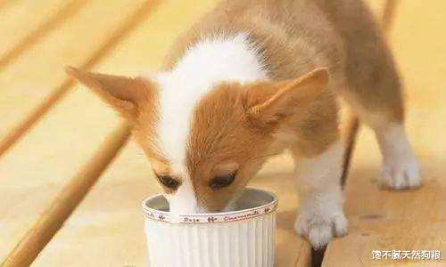 狗狗“伸懒腰”的5个意思，你知道吗？