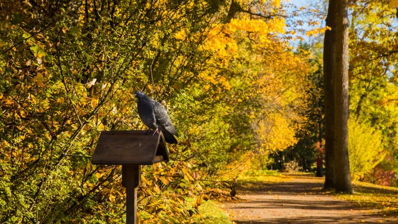 【天蝎座】未来半年运势爆棚，福气临门，工作中顺心如意，步步高升的四属相