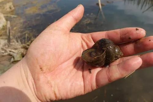 ▲春末夏初如何钓黑坑青鱼，通过天气、鱼情、饵料等解析——盛世三渔