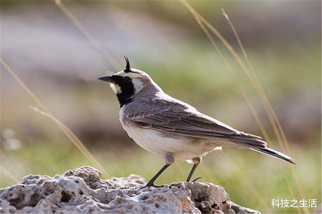 科学家|北极发现4.6万年前的小鸟，结构保存完整，科学家却高兴不起来！
