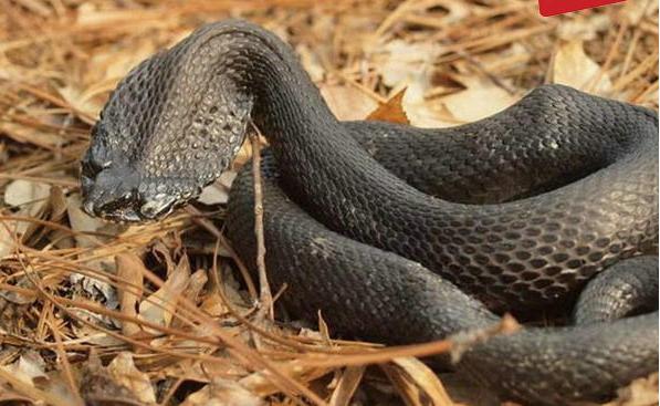 科学家|彩虹蛇五头蛇食蜗牛蛇, 盘点世界上最奇怪的蛇排行榜