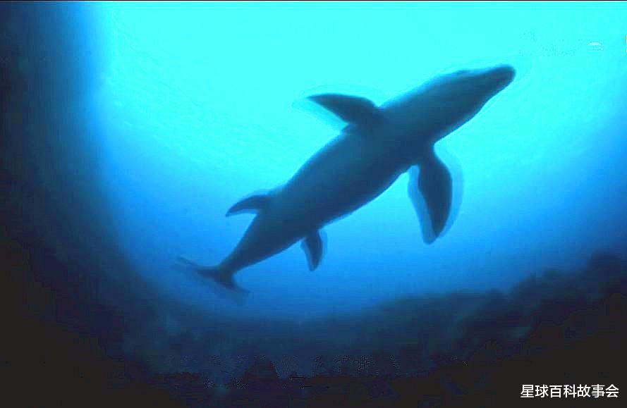 卫星|探秘海洋霸主的独特进化史，鲸鱼家族的祖宗原来像一头狼