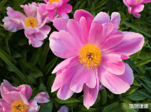 运势|进入11月，4属相运势上佳，富贵堆满屋，生活越来越红火