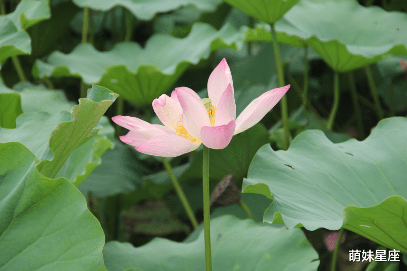 |11月初,花开初夏,爱情回放,与前任和好,永浴爱河的4大星座
