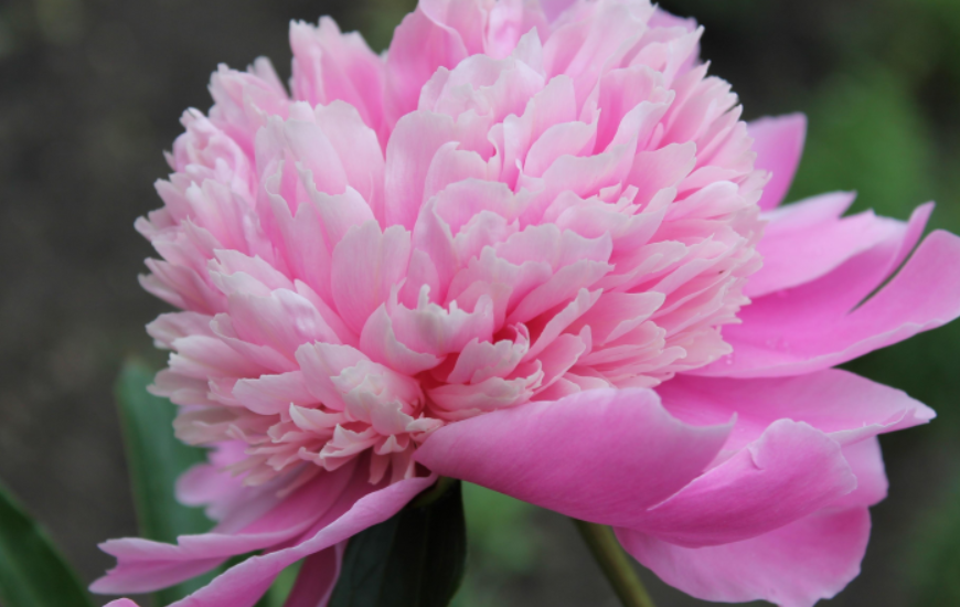 【生肖】六月开始：容易进账，事业进步，赚的家财满满的生肖