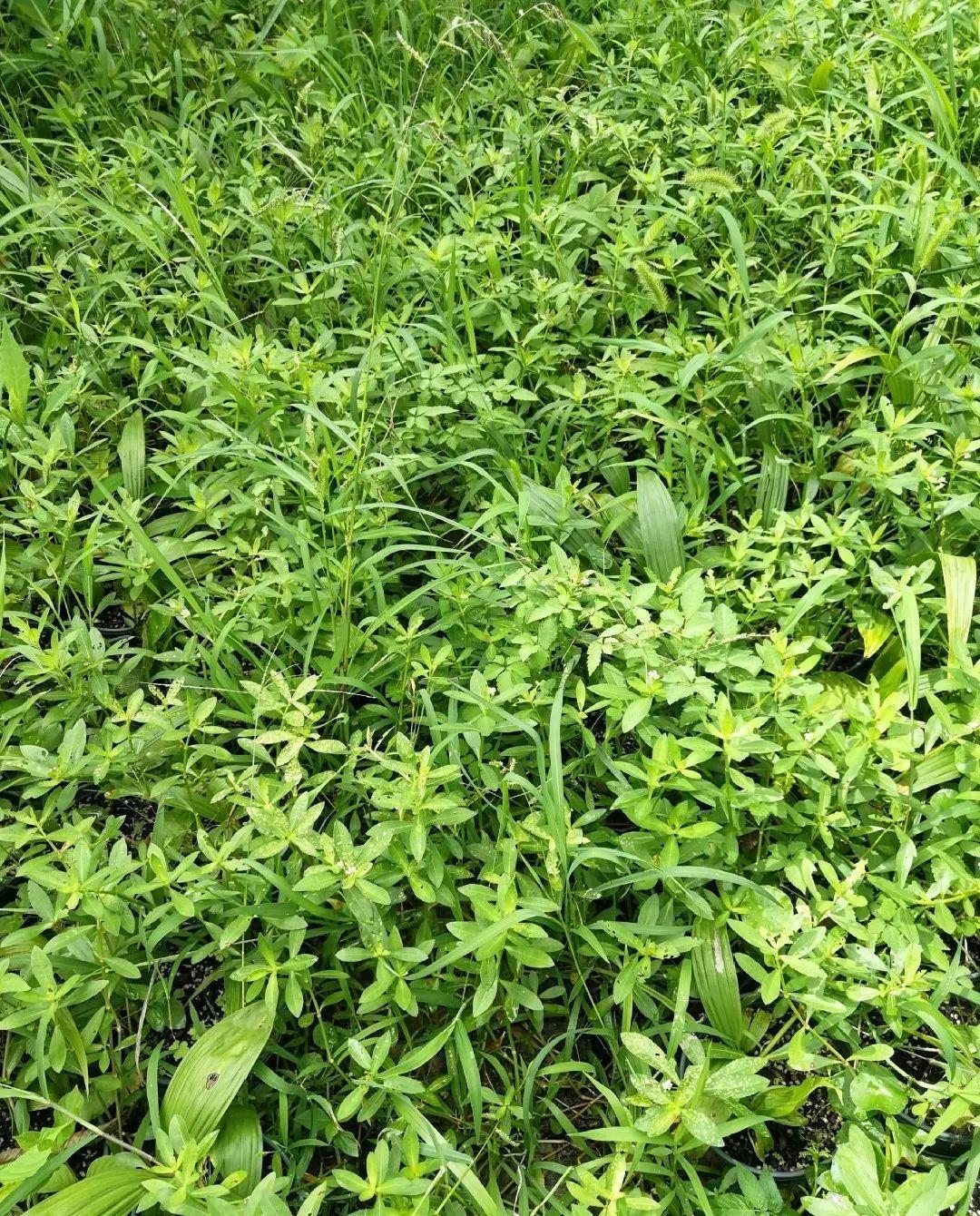 爬山虎|救命！入侵植物爬进院子，三年都杀不完！