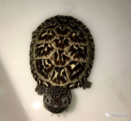 在龟缸里养一只清道夫，是好还是不好呢？