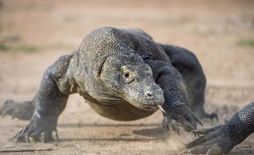 老虎|世界各地最致命毒物