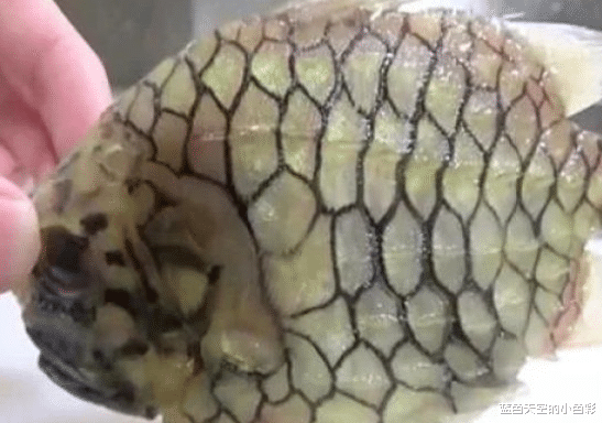 钻石▲世界上最坚硬的鱼，有人用它做了一把刀，比钻石还要硬！