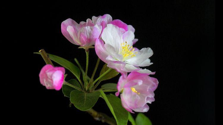 运势|8月开始喜遇“开门红”，财帛如雨，家门兴旺的四大生肖
