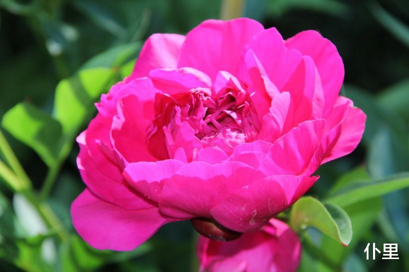 『生肖』4生肖6月下旬好运到，事业成就坦途，大吉大利，不接不吉利！