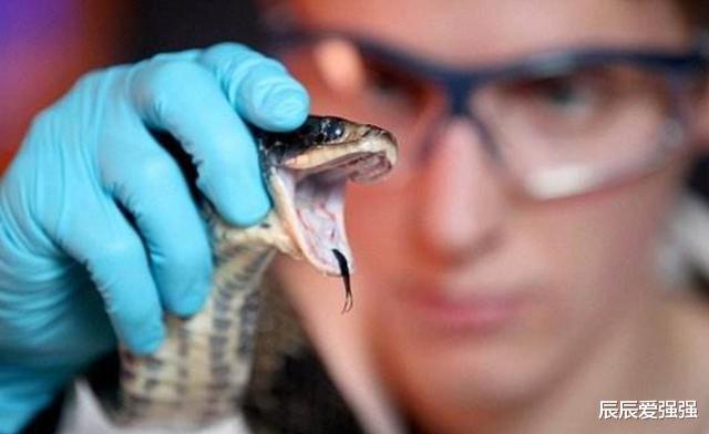 【毒液】人类为什么至今没有进化出毒液的技能？含毒动物付出的代价太大了