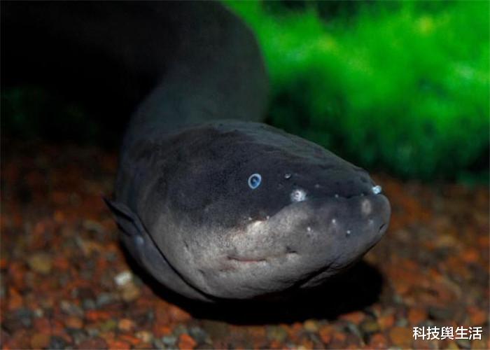 【食人鱼】食人鱼不算什么，这3大生物才是海洋霸主，杀伤力难以承受！