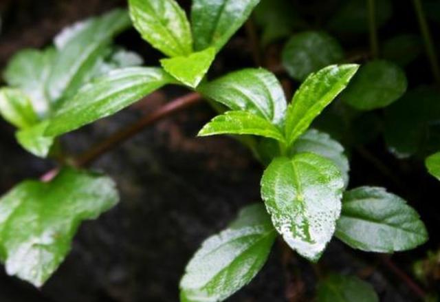 医院|农村这种叫酸汤草的植物，小孩经常采来吃，其实它药用价值特别高
