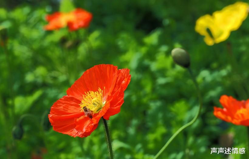 [生肖]7月份的上旬，桃花芬芳，与真爱邂逅，谱写爱情美好的姻缘4大生肖