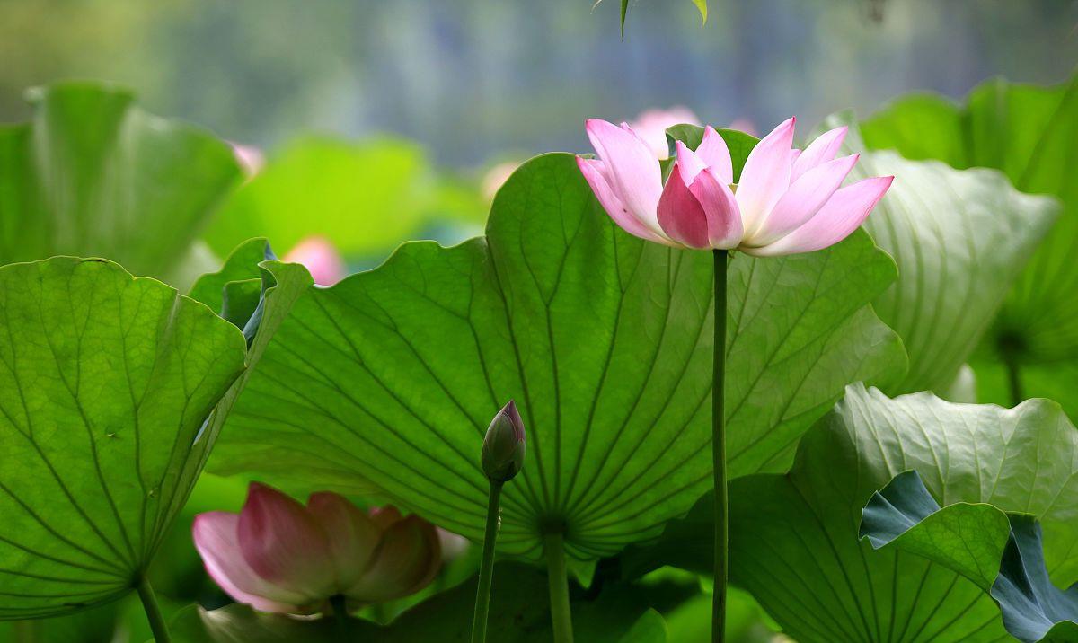 『』小暑节气，这“四宝”要记得给家人吃，轻松入伏，全家安然度盛夏