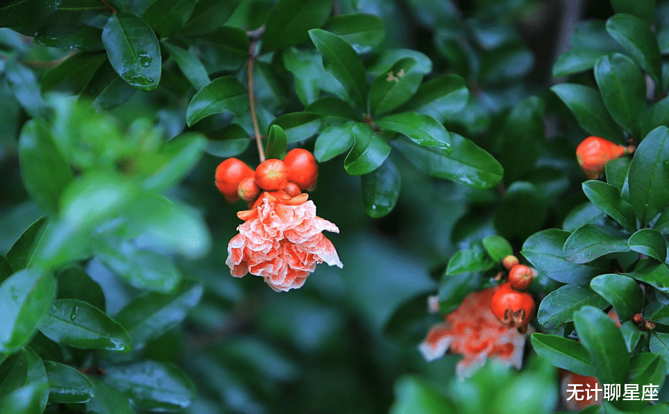 生肖|未来三天，你的付出会迎来回报的4个星座，坠入爱河收获良缘