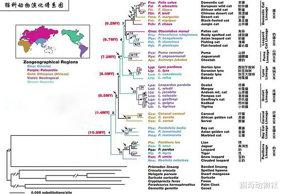 老虎|猫和老虎到底有什么“渊源”？