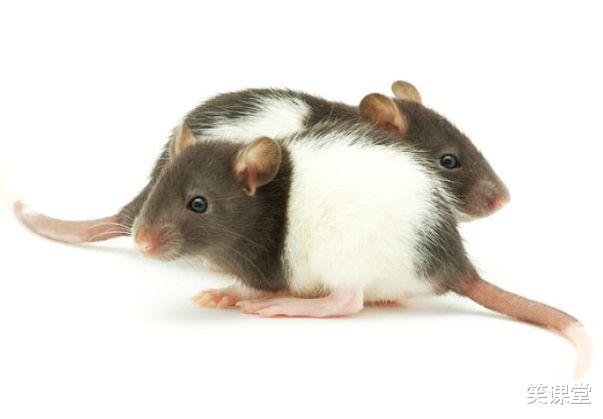 生肖|生肖鼠:近期5天,将有“痛哭流涕”的大事件,佛说一切都是命运