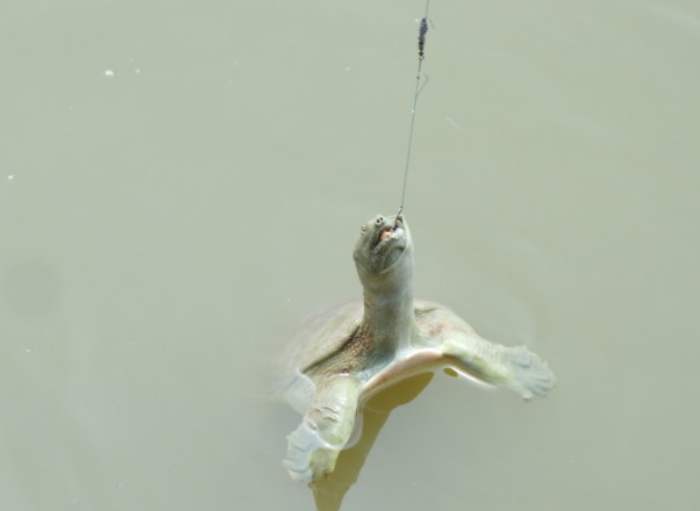 ▲搞懂每种鱼喜欢吃什么食物，以后垂钓就事半功倍