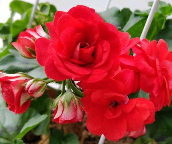 双鱼座▲2周后，爱恨随意，誓不回头，3星座绝情离去，旧爱追悔莫及