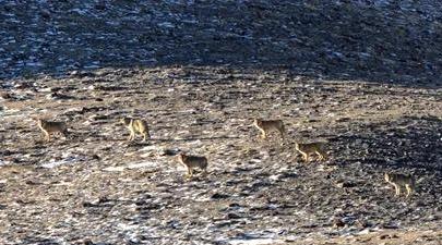 |狼:被人类误解最深的动物