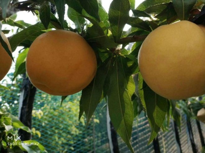 生鲜|要做数字化农业，阿里能绕开这些坑么？