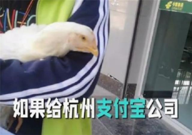 电子商务|当年为了获得马云的资助,要给支付宝寄母鸡的女孩,最后怎么样了