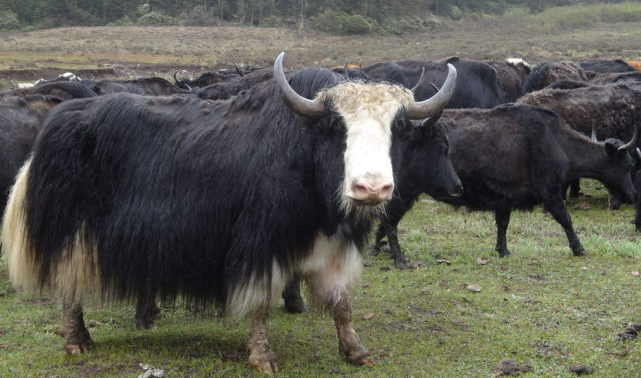 []高考填志愿，这四类专业录取分低，学生适合捡漏上名校，重点关注