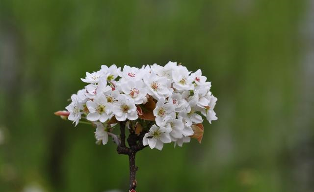 生肖|未来十天，爱情假寐，初见良缘，迎来浪漫的四个星座！