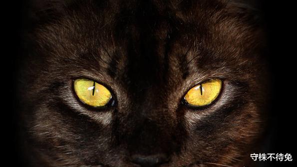 恐龙|22个冷知识:或许没有地方能够使用,但却趣味十足的奇怪知识