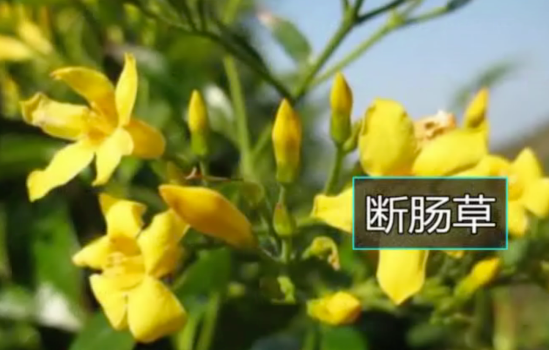 []注意：千万不要让这些奇花异草，出现在你家的餐桌上！小心有毒