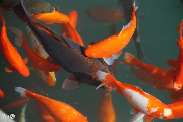 [星座女]4月30号后成为人生大赢家，横财天天有，注定大富大贵的3大生肖