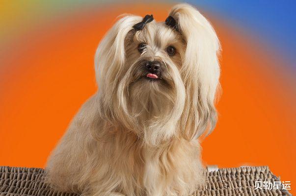 属狗|属狗人：多长个心眼，10月9特别重要，是你后半生最大“转运日”