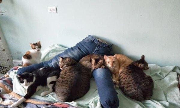 天冷男子胯下长出2窝小奶猫，网友羡慕“有种母鸡孵小鸡的感觉”