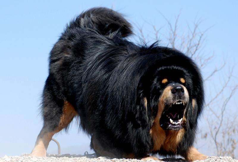 『』世界上“最孤独”动物,全球只剩一只,专家痛心:灭绝或成定数