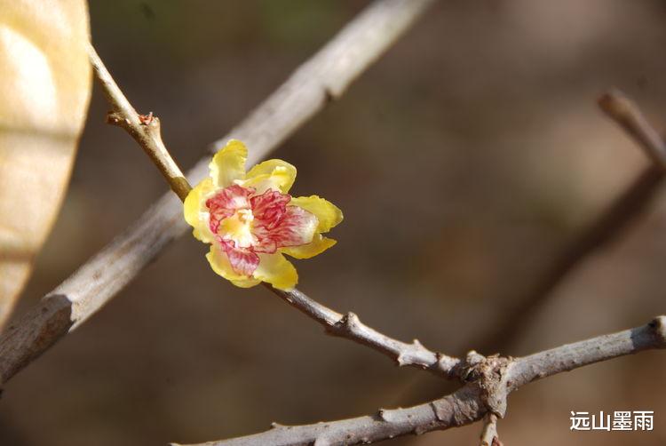 远山墨雨 阳光正好、花儿正开，去昆明黑龙潭公园 “龙泉探梅”，正当时