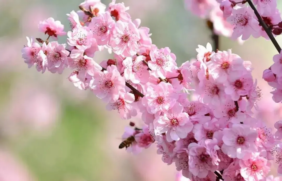 运势|9月事业不得了,10月身价了不得,4生肖天天接大喜,月月迎贵人