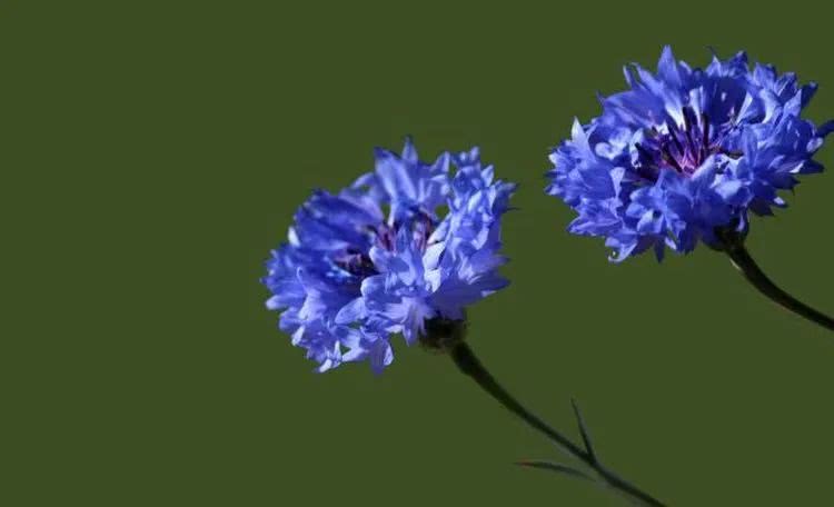 【运势】6月下旬开始横财如雨下,前程似锦,不缺福禄的四大属相