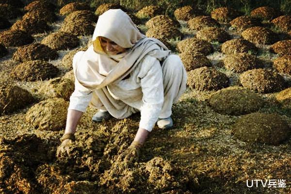 印度|印度要用牛粪研发新药物，能够治愈人类所有疾病，实验室设在牛棚