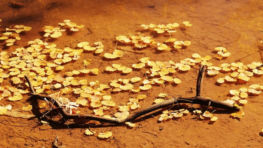 额济纳|忽然,想去额济纳了