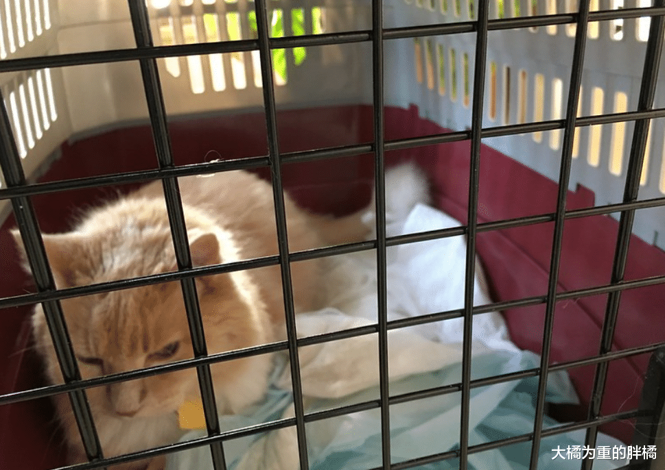 给猫咪准备笼子的4个好处，再是室内喂养，总有带猫出去的时候吧