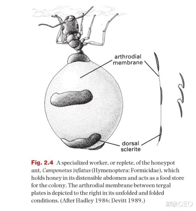 蜂蜜|唯一能吃的蚂蚁：蜜罐蚁，肚子鼓得像葡萄，挖一窝就能让你吃饱