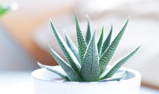 十二星座|8月，吉祥鸟门前叫，囍事要来到，4生肖迎来黄金雨，拿麻布袋装钱